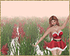 Poinsettia's field