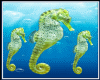 seahorse +