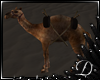 .:D:.Sahara Night Camel