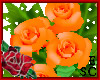 `Gift Roses Orange Dream