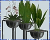 Kawaii Plants