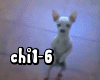 Funny Chihuahua Dance