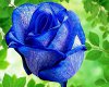 Blue Rose WallHang