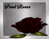 ~♪~ Pond Roses