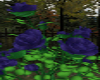 Deep purple rose bush