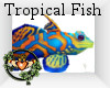 ~QI~ Tropical Fish