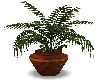 Wooden Plant