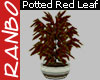 *R* Potted Red Leaf