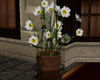 Daisy Flower Pot