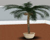 $LG Coconut Tree