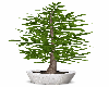 Potted Tree v1
