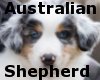 Australian Shepherd Tail