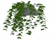 table plant