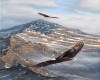 eagles in flight