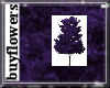 dusky purple leaf tree