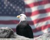 american flag w/eagle 2