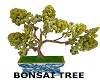 Museum Bonsai Tree Gift