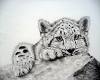 snow leopard wall pic 2