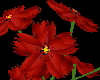 Red flowers in vase