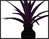 Purple Leaf Plant