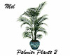 Palmier Plant 2