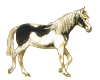 gypsie horse