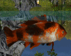 Koi Fishie Animated
