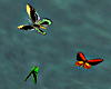 !Flying Birdwings 1