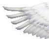 white angel wings