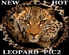 HOT LEOPARD PIC #2