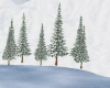 Winter Snowy Pines3