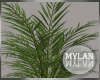 ~M~ | HTG Plants