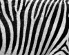 zebra hair