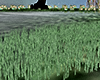 #oN Grass