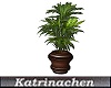 SH Draecena Plant