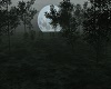 Dark Moon Forest