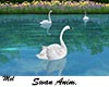 Swan Animated