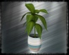 Beach House Plant