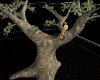 [FtP] Wise old tree