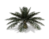 Beach Bungalow Palmtree