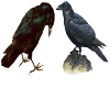 2 Raven fillers