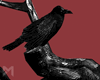 [M] Crows
