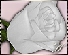 SC: Rose |White