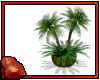 *C Pl T Potted Palms