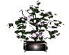 Purple pleasure Plant