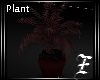 † Contusion Plant †