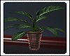 " Zebra Plant "