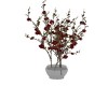 Red Sakura Tree