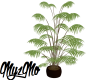 Parlour potted fern