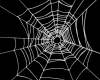 * Spider Web